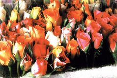 Puzzle / Rompecabezas - 1000 Piezas - Rosas