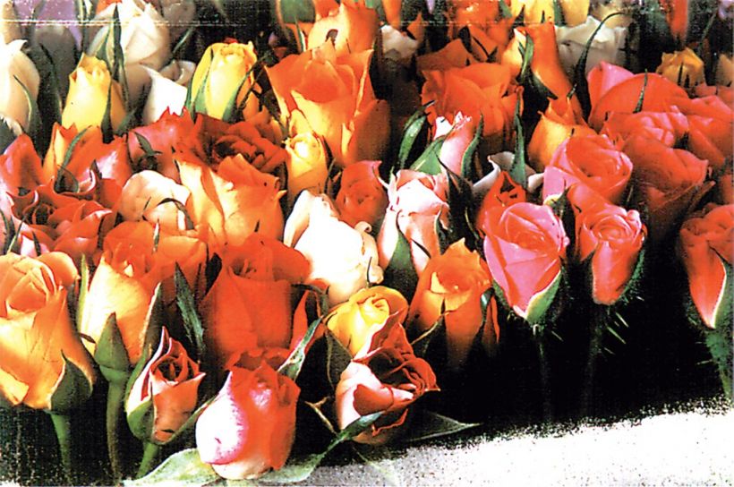 Puzzle / Rompecabezas - 1000 Piezas - Rosas