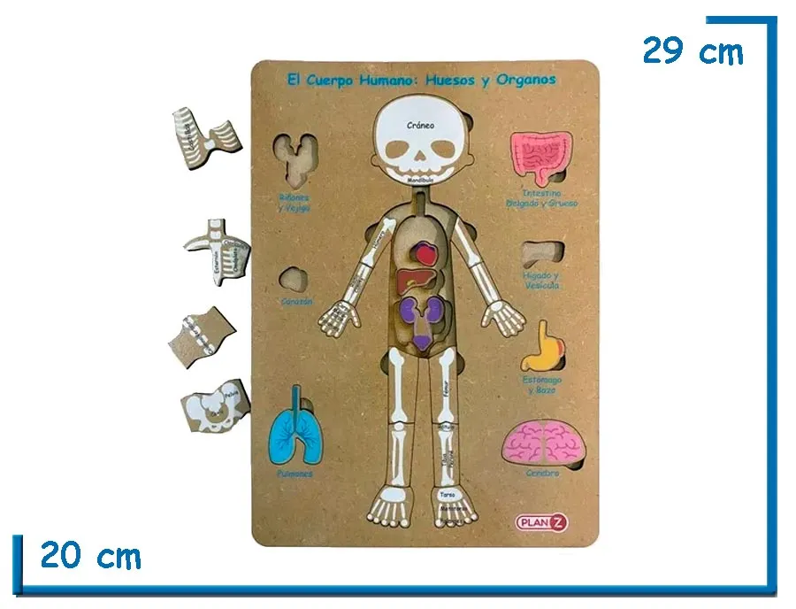 ENCASTRE DE MADERA CUERPO HUMANO HUESOS Y ORGANOS